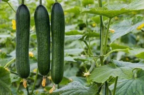 棚哥吃瓜,揭秘娱乐圈那些不为人知的幕后故事