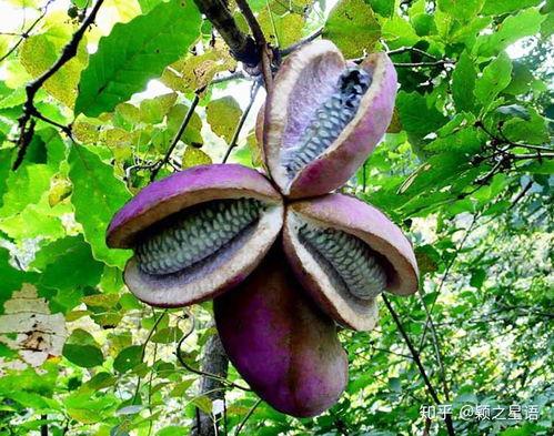 桃白柏吃野生八月瓜,桃白柏与野生八月瓜的奇妙邂逅