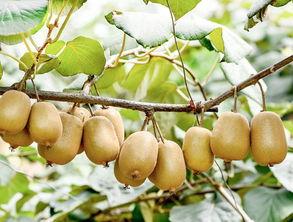 桃白柏吃野生八月瓜,桃白柏与野生八月瓜的奇妙邂逅