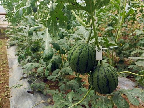 小幼吃瓜,揭秘娱乐圈那些不为人知的幕后故事