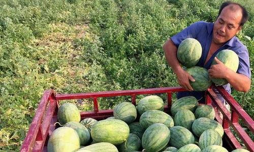 汾阳吃瓜叫爸爸,吃瓜文化中的“爸爸”现象解析