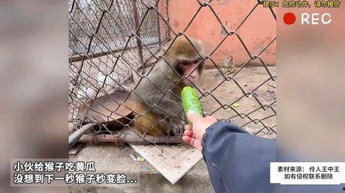 猴子吃瓜蛇吞象,揭秘动物界的奇特食性