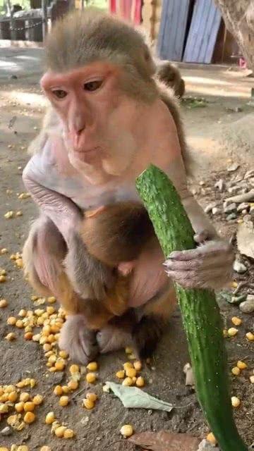 猴子吃瓜蛇吞象,揭秘动物界的奇特食性
