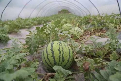 重庆奉节老师吃瓜事件