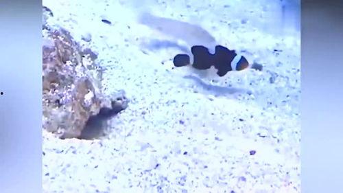 搞笑吃瓜配乐,搞笑吃瓜配乐大盘点