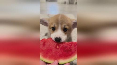 小狗吃瓜变颜色