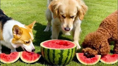 小狗吃瓜变颜色