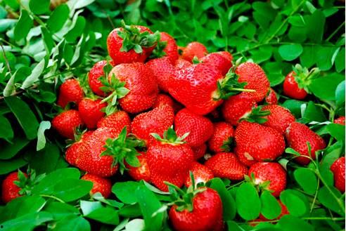 庄河卖草莓女孩吃瓜,庄河女孩的甜蜜生活瞬间