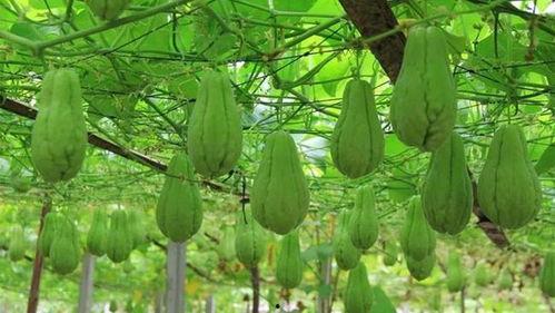 新年吃瓜合集,盘点年度最热吃瓜合集 第1张 新年吃瓜合集,盘点年度最热吃瓜合集 第1张