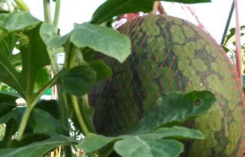 新年吃瓜合集,盘点年度最热吃瓜合集 第2张 新年吃瓜合集,盘点年度最热吃瓜合集 第2张