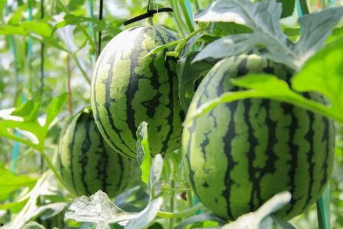 吃瓜费加入,网络热议背后的真相与反思 第2张 吃瓜费加入,网络热议背后的真相与反思 第2张