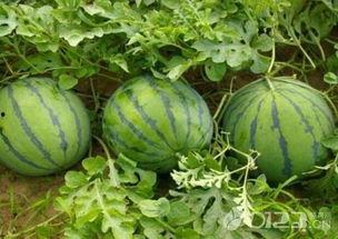 吃瓜吃带瓜,揭秘吃带瓜的独特魅力