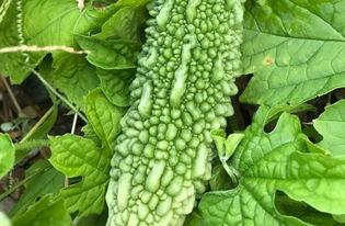 请你吃瓜作品,揭秘“请你吃瓜”背后的故事与魅力