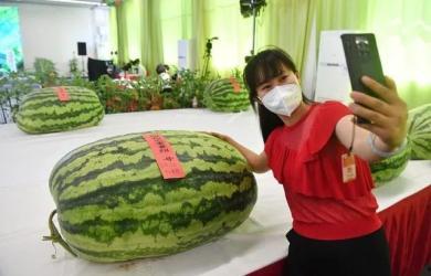 起点吃瓜的人,人生百味尽在其中  第2张