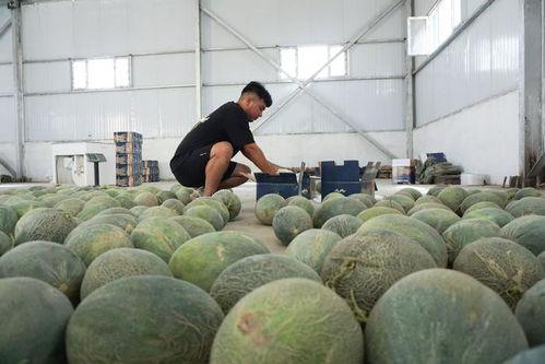 电子厂吃瓜,揭秘职场八卦背后的真相  第1张