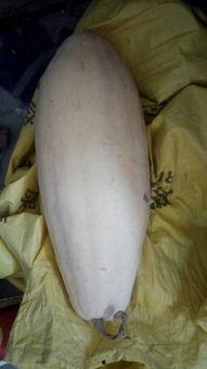 妇科病可以吃白瓜么嘛,妇科病患者适宜食用白瓜的探讨  第1张