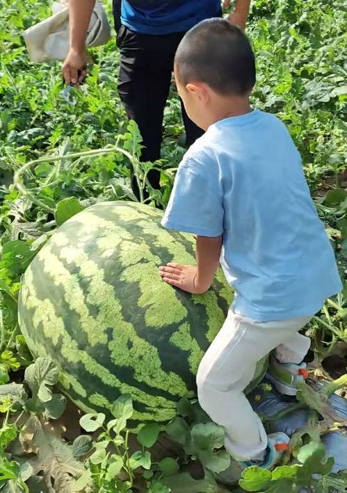 吃瓜大赛卖瓜,吃瓜大赛，瓜农们的甜蜜较量