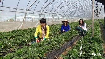 桃源九溪吃瓜,夏日吃瓜盛宴，尽享田园风光与清凉滋味