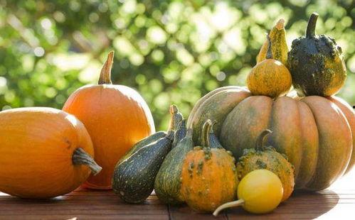 吃矮瓜中毒,警惕常见食材潜在风险