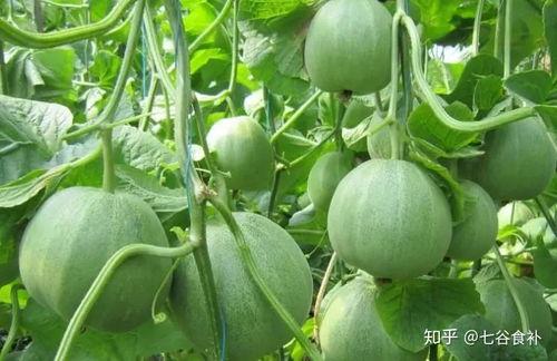 吃瓜苦瓜还是甜瓜