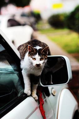 吃瓜喵喵车贴纸 第1张 吃瓜喵喵车贴纸 第1张