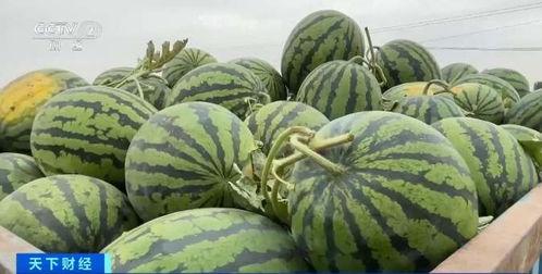 湛江赤坎吃瓜,夏日炎炎,瓜果飘香,尽享清凉美食之旅 第3张 湛江赤坎吃瓜,夏日炎炎,瓜果飘香,尽享清凉美食之旅 第3张