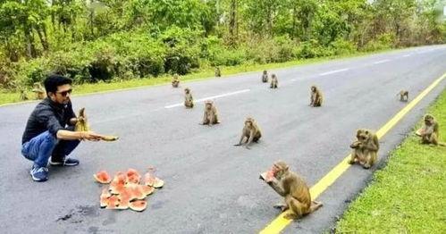 瓜瓜吃瓜口语交际,揭秘网络口语交际的趣味与魅力 第2张 瓜瓜吃瓜口语交际,揭秘网络口语交际的趣味与魅力 第2张