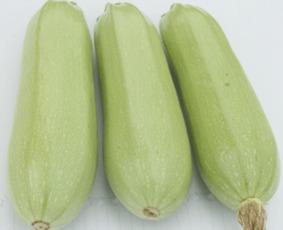 孕妇可以吃白瓜,白瓜助力母婴健康  第3张