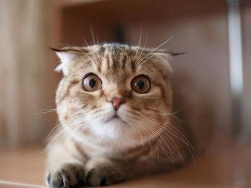 猫猫吃瓜南瓜,南瓜瓜果大餐