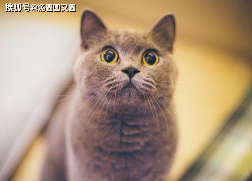 猫猫吃瓜南瓜,南瓜瓜果大餐