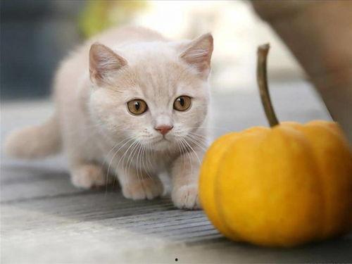 猫猫吃瓜南瓜,南瓜瓜果大餐