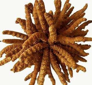 带你吃瓜巨型冬虫夏草,带你领略巨型冬虫夏草的神奇魅力