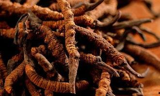 带你吃瓜巨型冬虫夏草,带你领略巨型冬虫夏草的神奇魅力