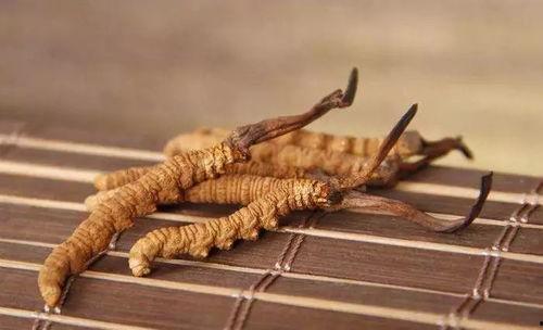 带你吃瓜巨型冬虫夏草,带你领略巨型冬虫夏草的神奇魅力