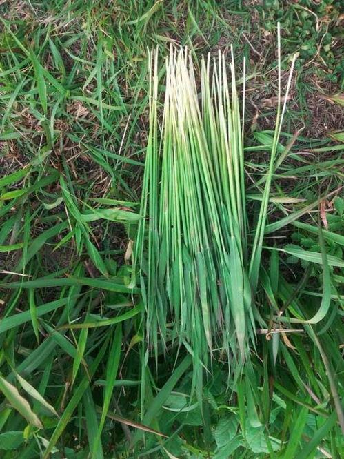 吃瓜草根图片高清,吃瓜草根的神秘世界 第1张 吃瓜草根图片高清,吃瓜草根的神秘世界 第1张