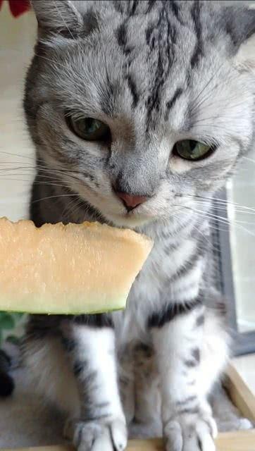 吃瓜猫喵喵  第3张