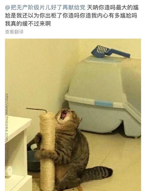 吃瓜和避雷,避雷攻略，轻松应对娱乐圈风云  第3张