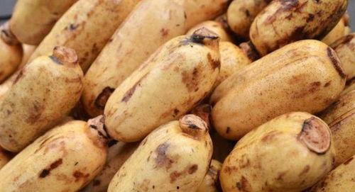 安陆吃孔瓜,孔瓜的独特魅力 第1张 安陆吃孔瓜,孔瓜的独特魅力 第1张