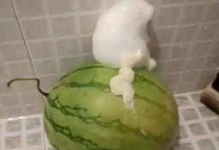 每天吃瓜吃吐了 第1张 每天吃瓜吃吐了 第1张