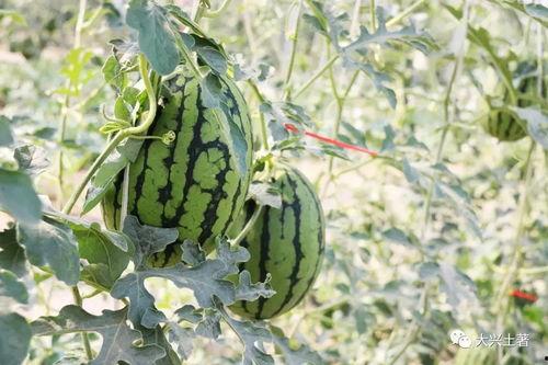 吃瓜培育  第2张