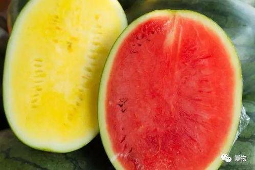 吃瓜培育  第3张