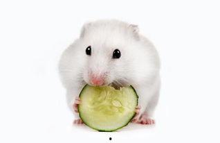 仓鼠可以吃瓜花生吗  第2张