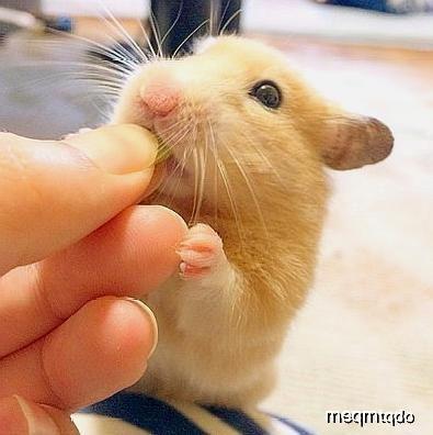 仓鼠可以吃瓜花生吗  第3张