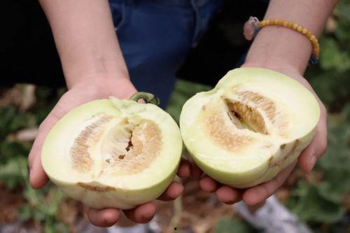 芭乐吃瓜  第2张