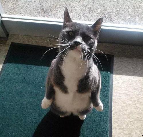 猫吃瓜视频大全,猫吃瓜视频大全趣味盘点  第3张