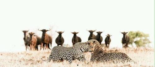 犀牛如何吃瓜,揭秘它们独特的饮食习惯  第2张