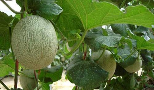 哈密瓜晚上吃的,哈密瓜美食之旅 第2张 哈密瓜晚上吃的,哈密瓜美食之旅 第2张