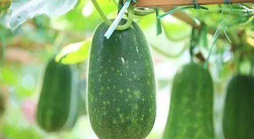 春吃芽夏吃瓜,春芽夏瓜,顺应时节养生之道 第3张 春吃芽夏吃瓜,春芽夏瓜,顺应时节养生之道 第3张