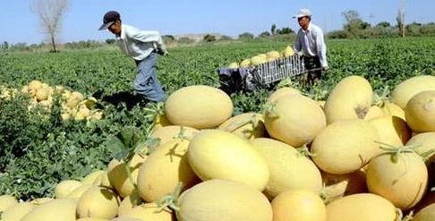 春天吃哈密瓜,哈密瓜的甜蜜诱惑