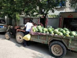 开封小伙吃瓜,一场别开生面的乡村美食之旅